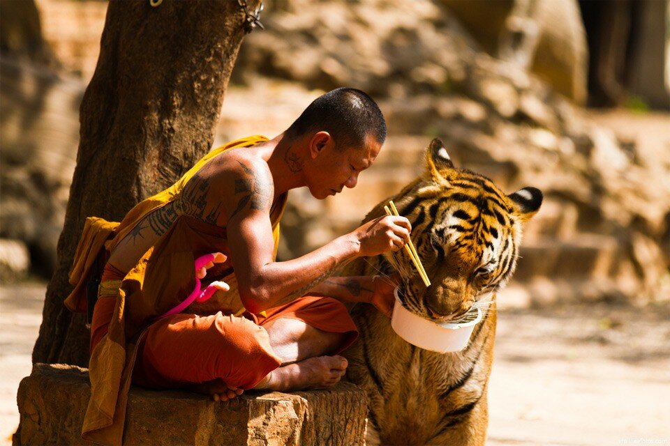 monge-partilha-tigre