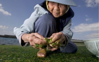 Segredos da Longevidade – 6 Razões que fazem os Okinawanos viverem mais de 100 anos